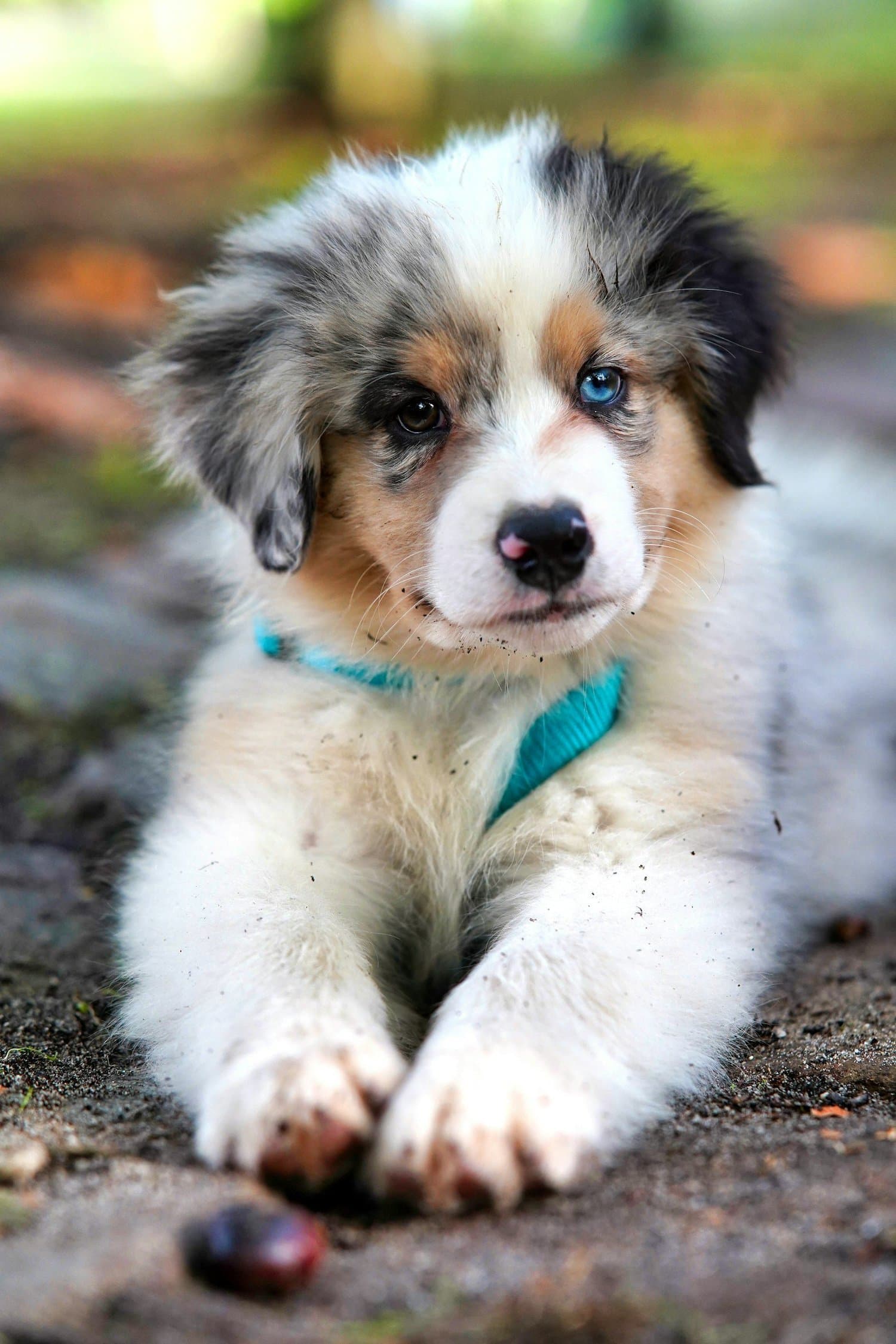 An Australian shepherd puppy lying down wearing a blue collar