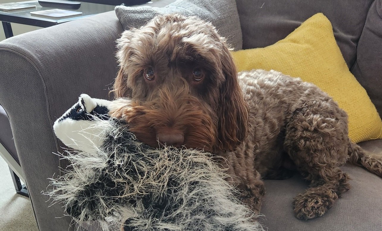 Leia, a chocolate cockapoo, lying on a sofa with her chin resting on a shaggy badger toy, looking up at the camera