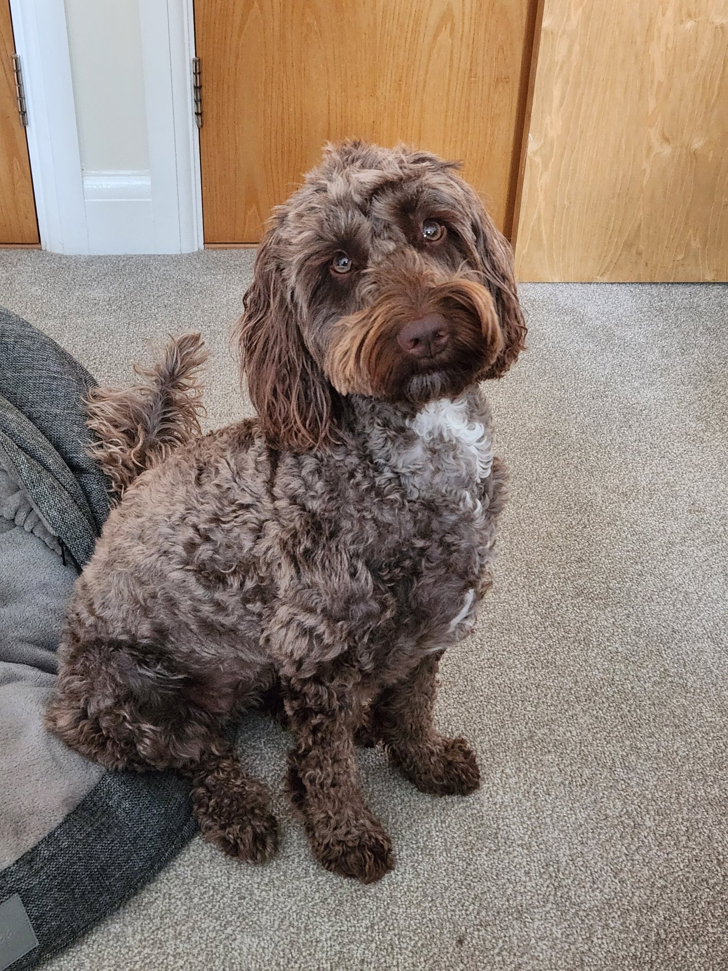 A chocolate labradoodle sitting on a carpet beside its owner