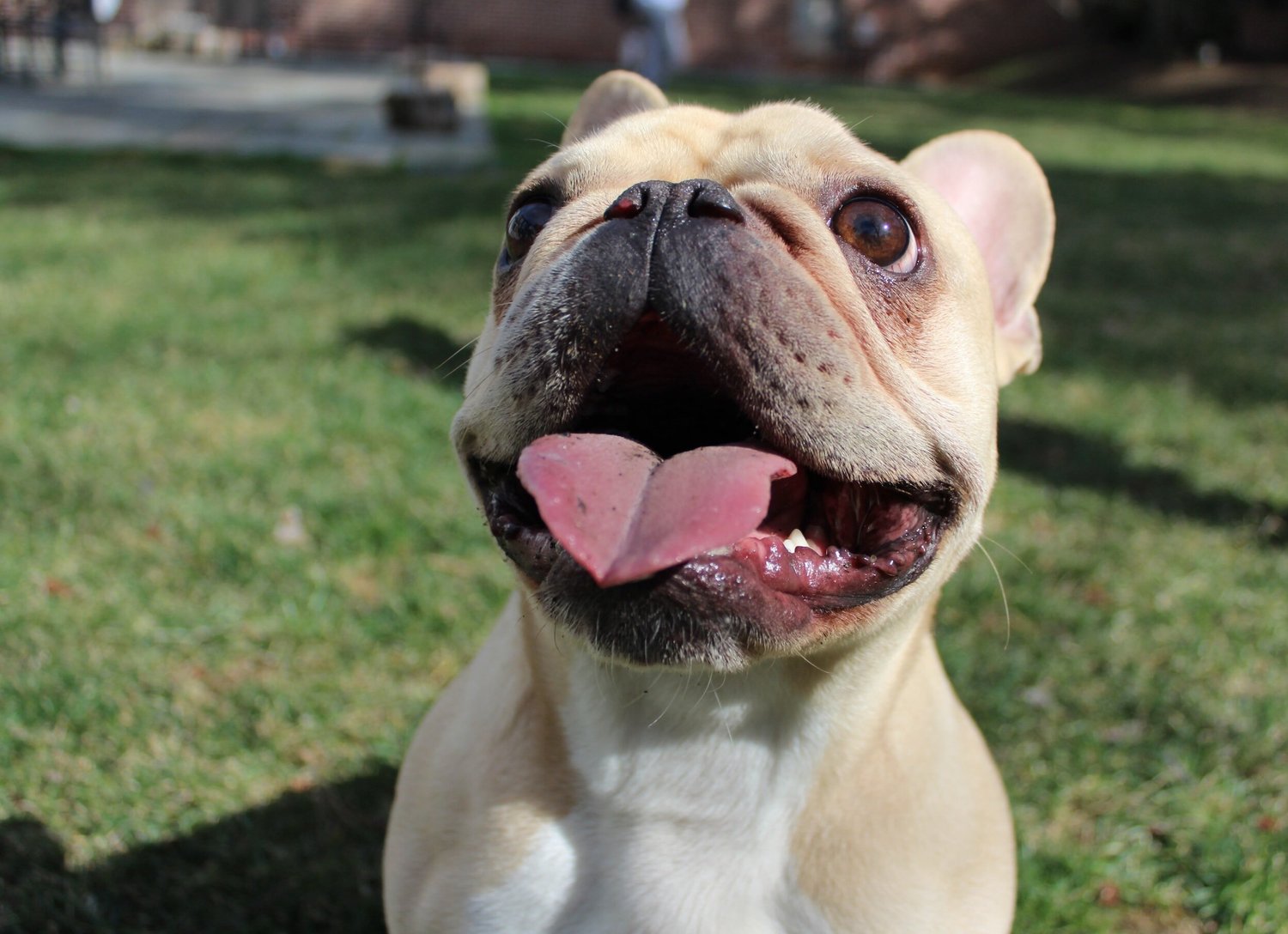 A fawn French bulldog on grass with its tongue out